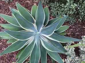 Agave attenuata 'Ray of Light'