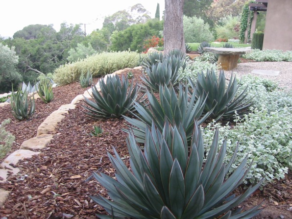 Agave 'Blue Glow' - formerly carex