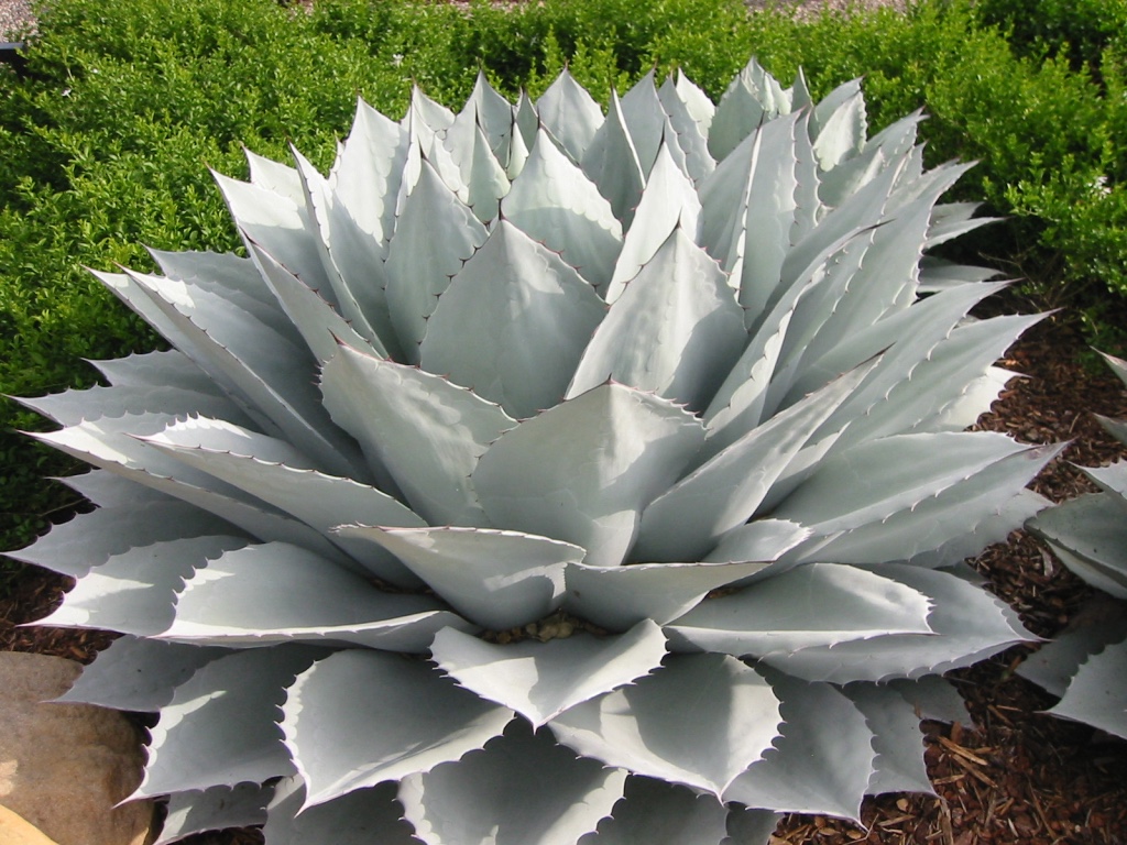 agave ovatifolia 'frosty blue' – whale's tongue agave 